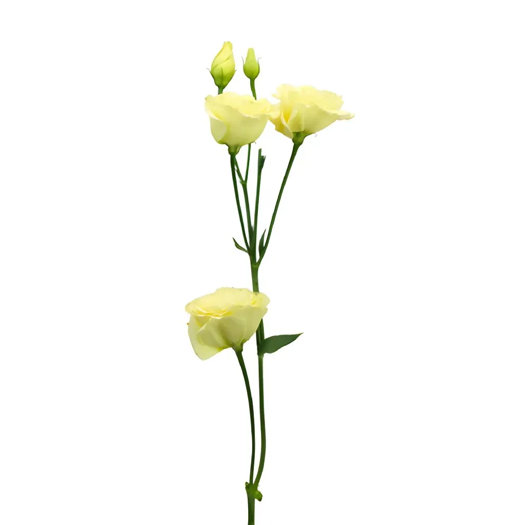 Champagne Mini Lisianthus Flower