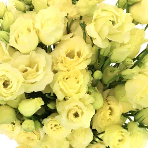 Champagne Mini Lisianthus Flower