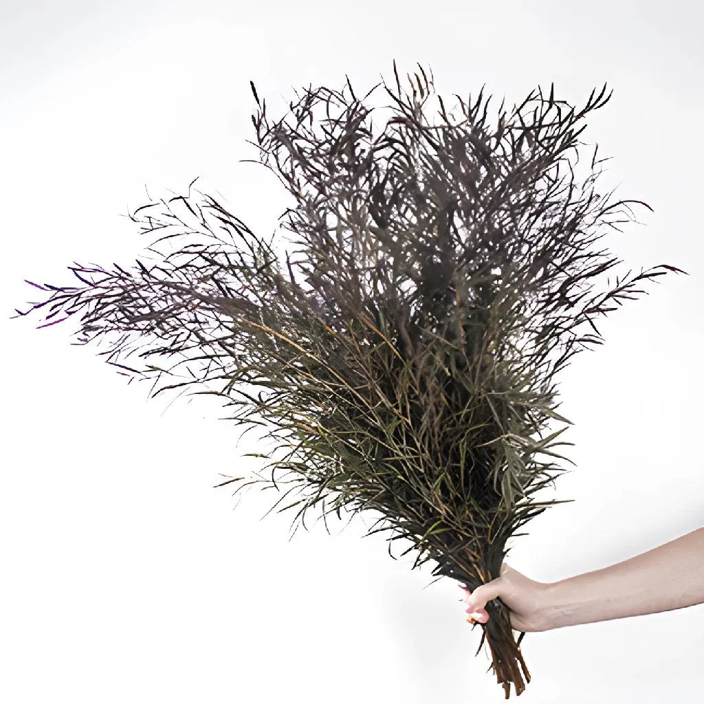 Fresh Cut Agonis Branches
