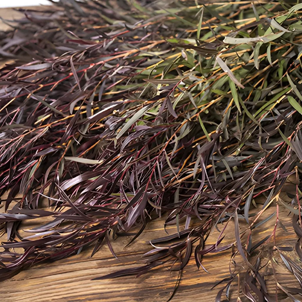 Fresh Cut Agonis Branches