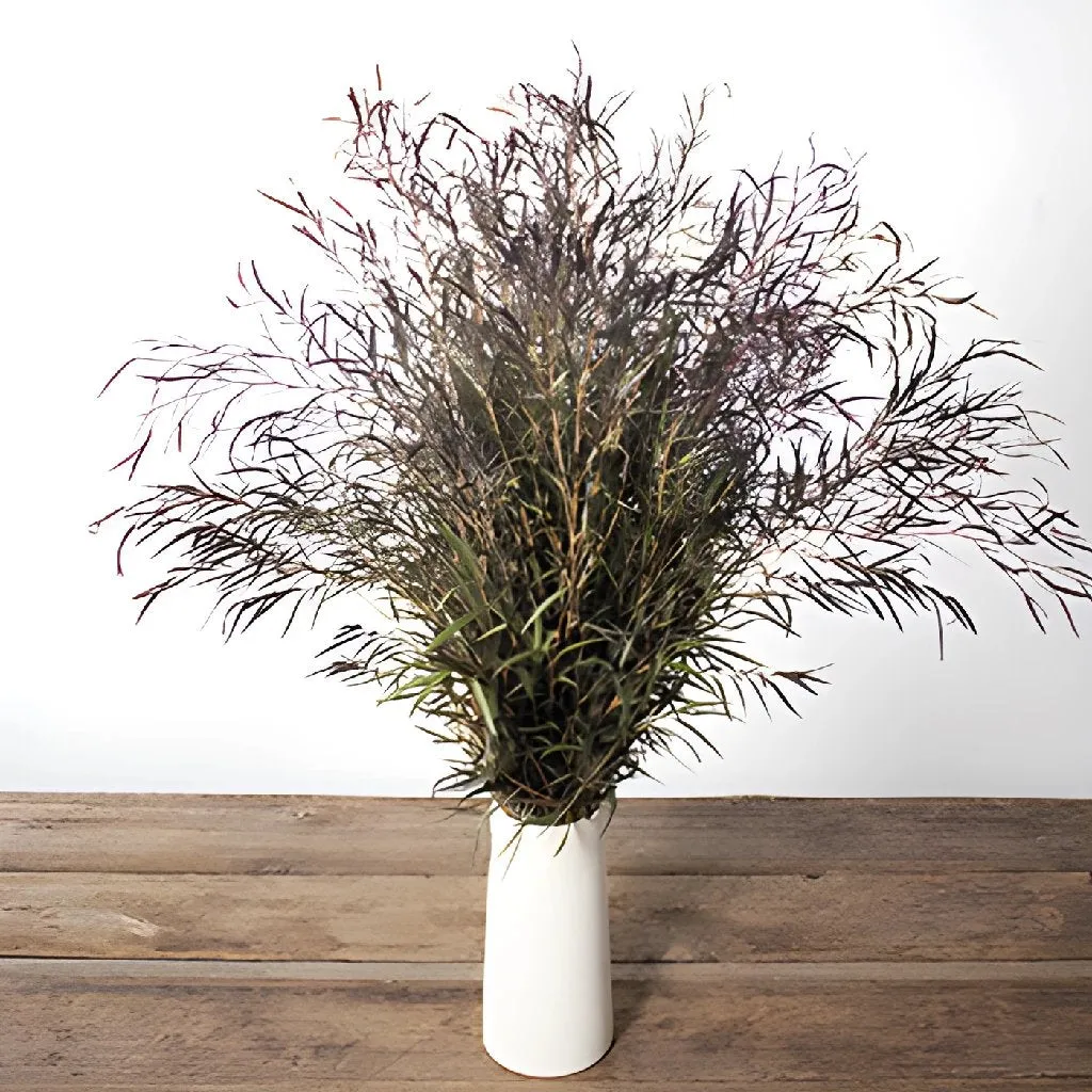 Fresh Cut Agonis Branches