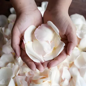 Ivory Pink Garden Rose Petals