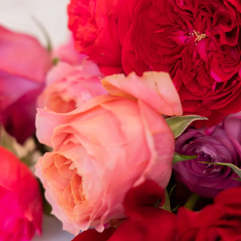 Julia Bouquet